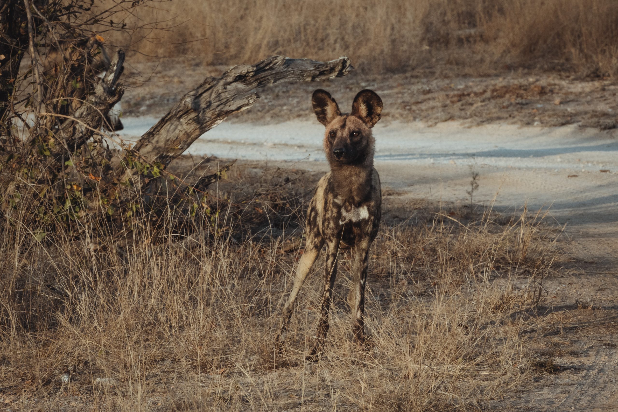 African Wild Dog