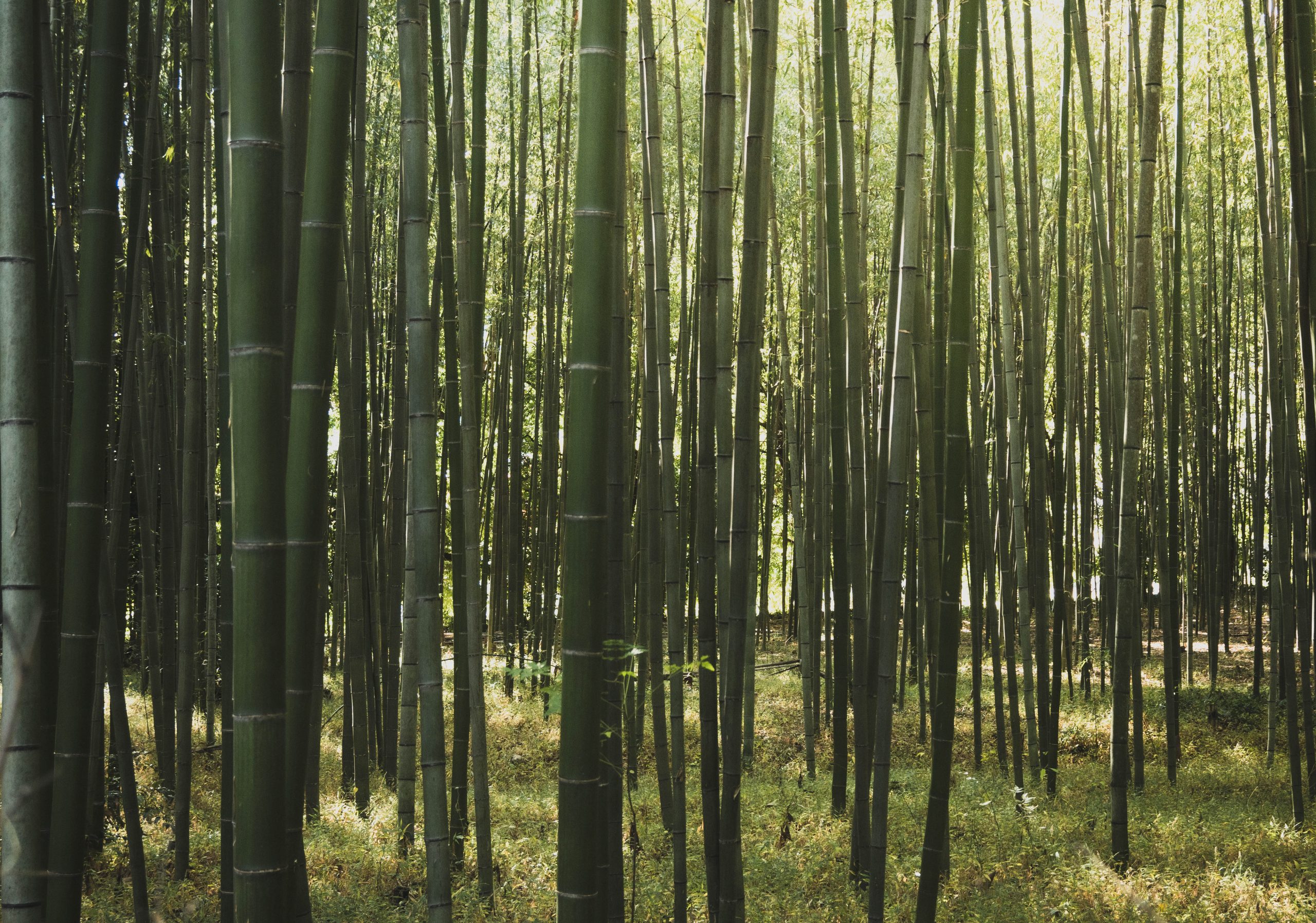 Bamboo forest Arashiyama Kyoto. toeristische avonturen in Kyoto