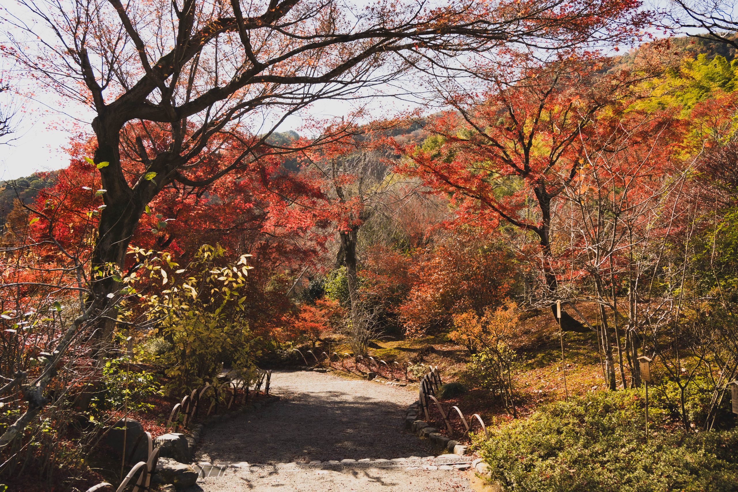Japanese garden