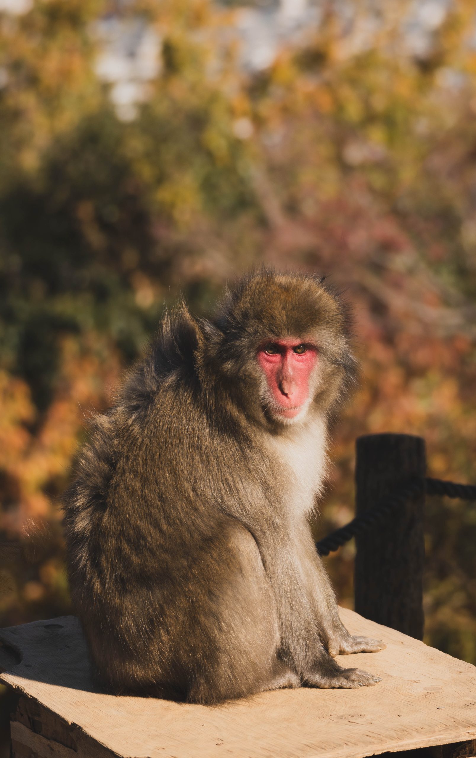 Monkey Park Kyoto