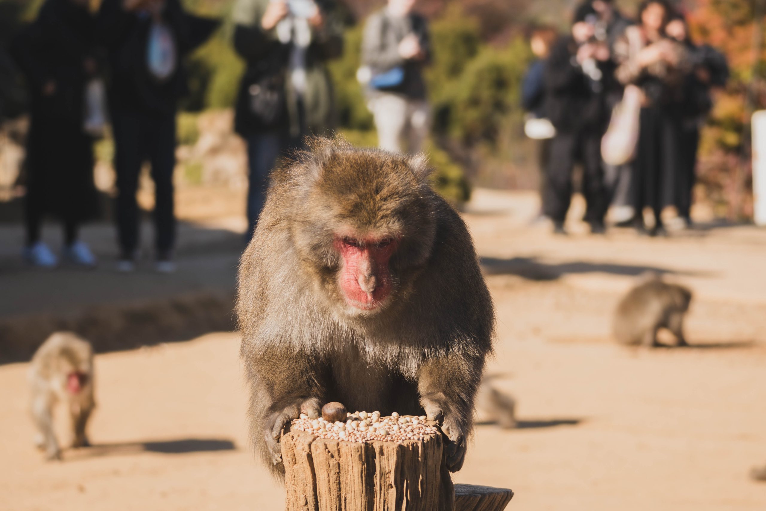 Monkey Park Kyoto