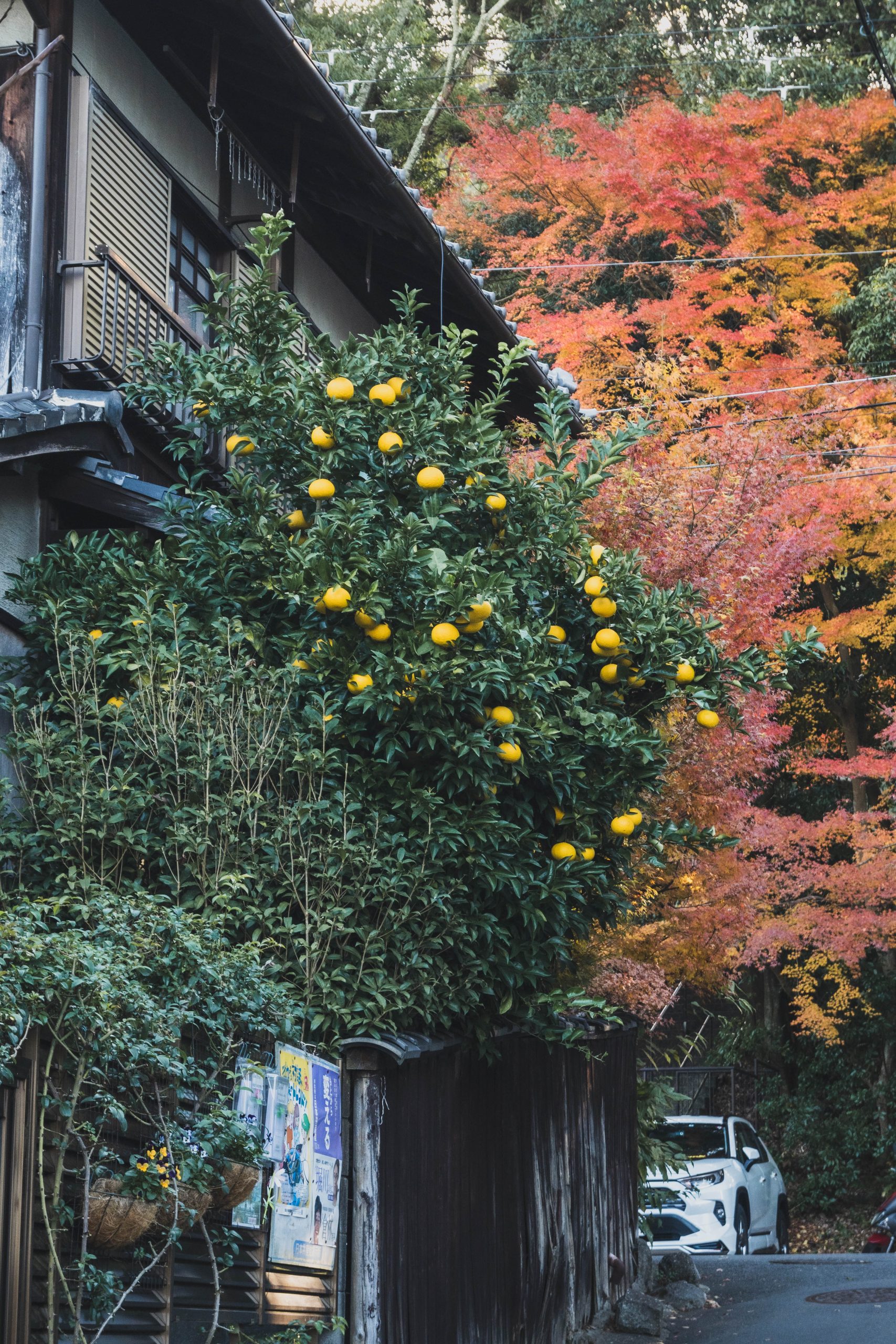 Kyoto Philosophers Trail