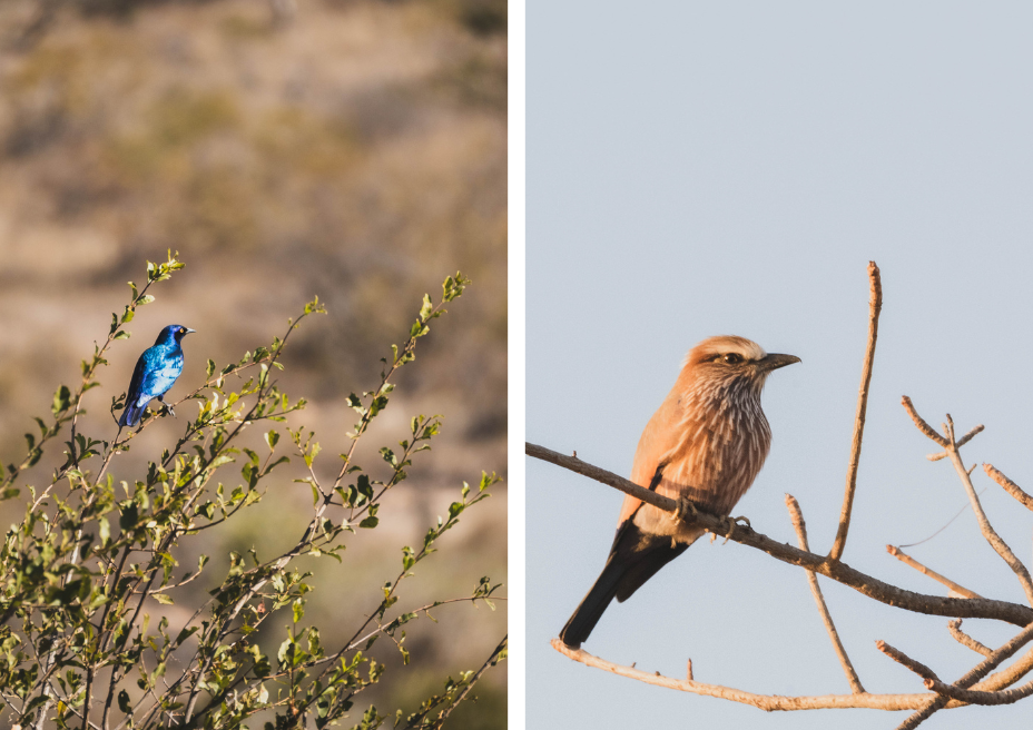 vogels op safari