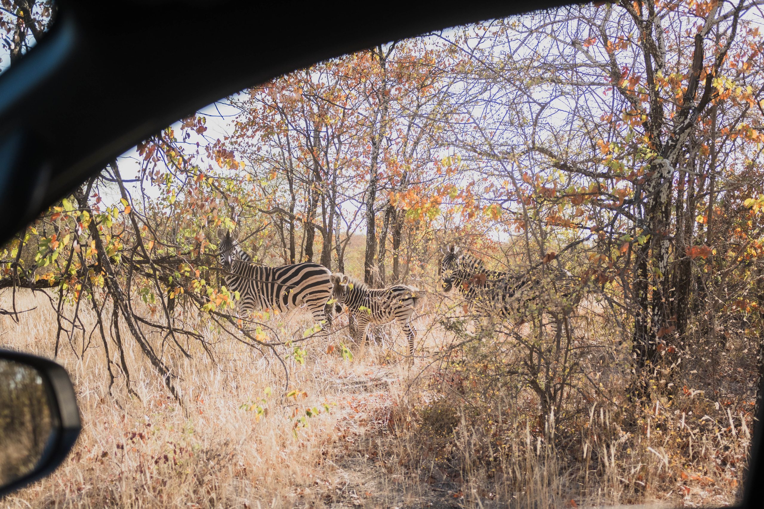 Zebra's in Zuid-Afrika