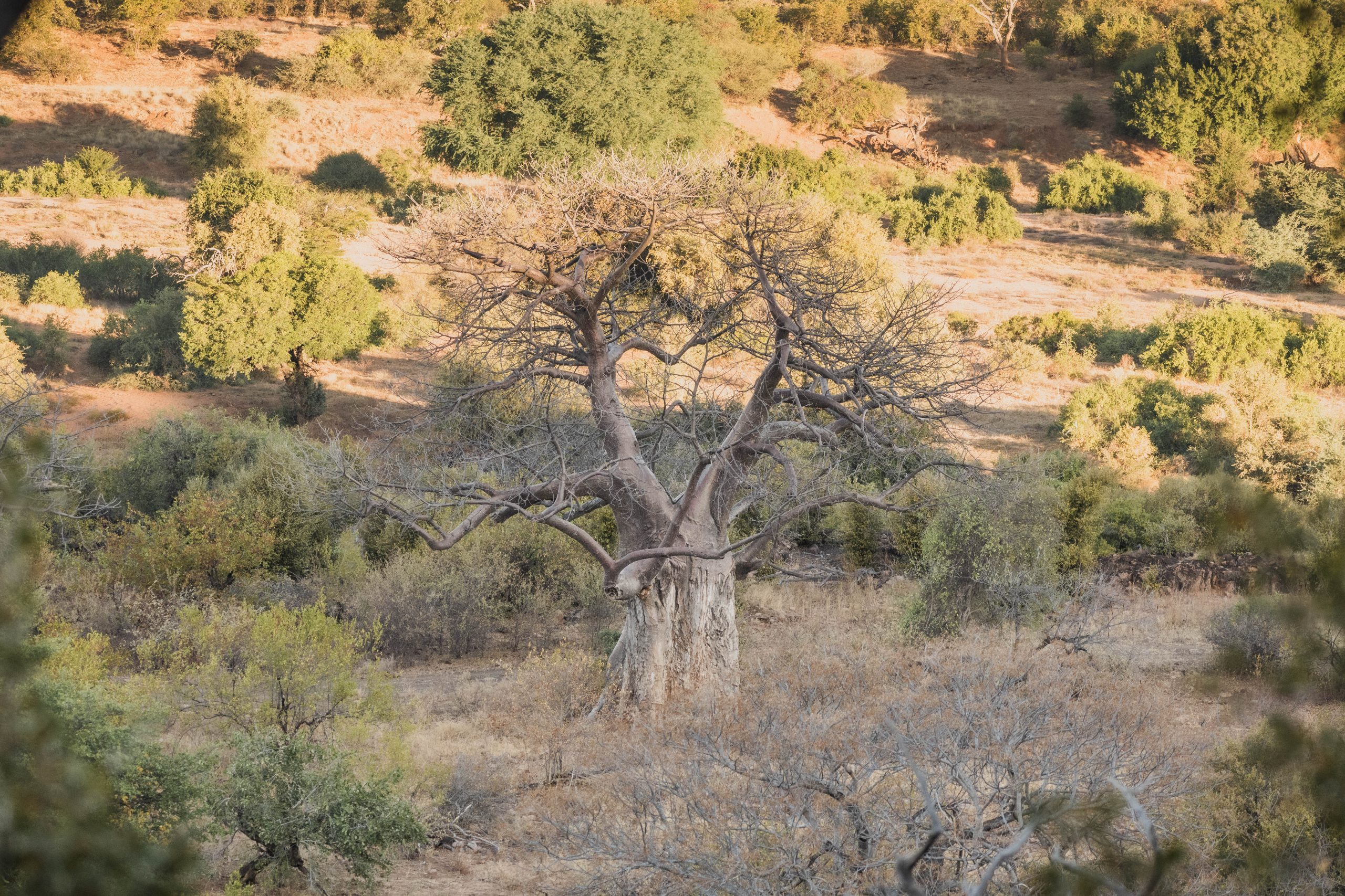 Baobab Zuid-Afrika