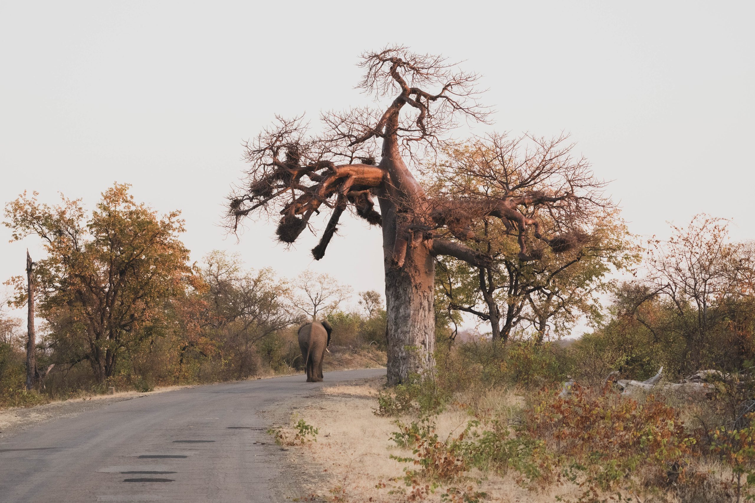 olifant tijdens safari