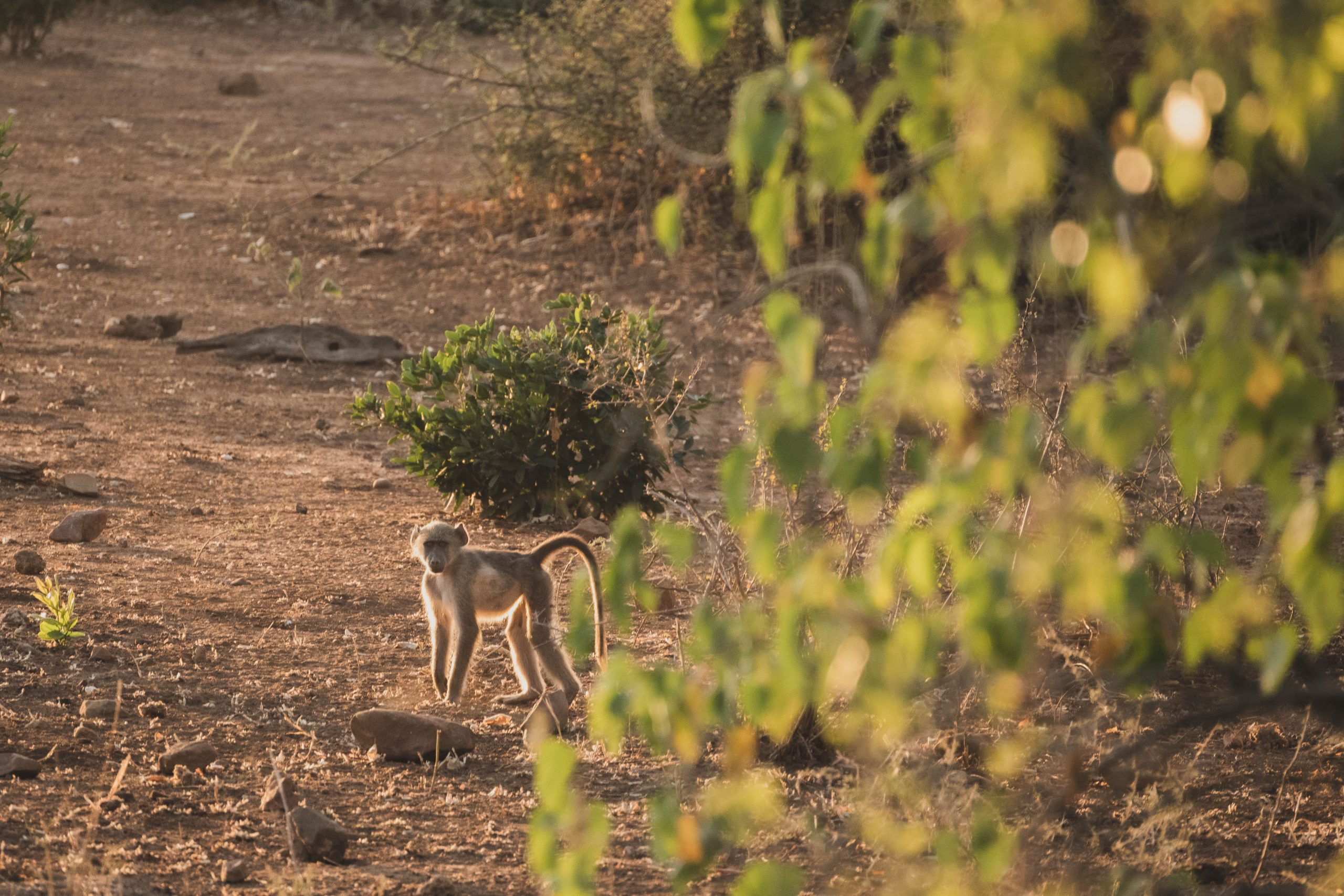 Baby baboon at The Outpost Lodge