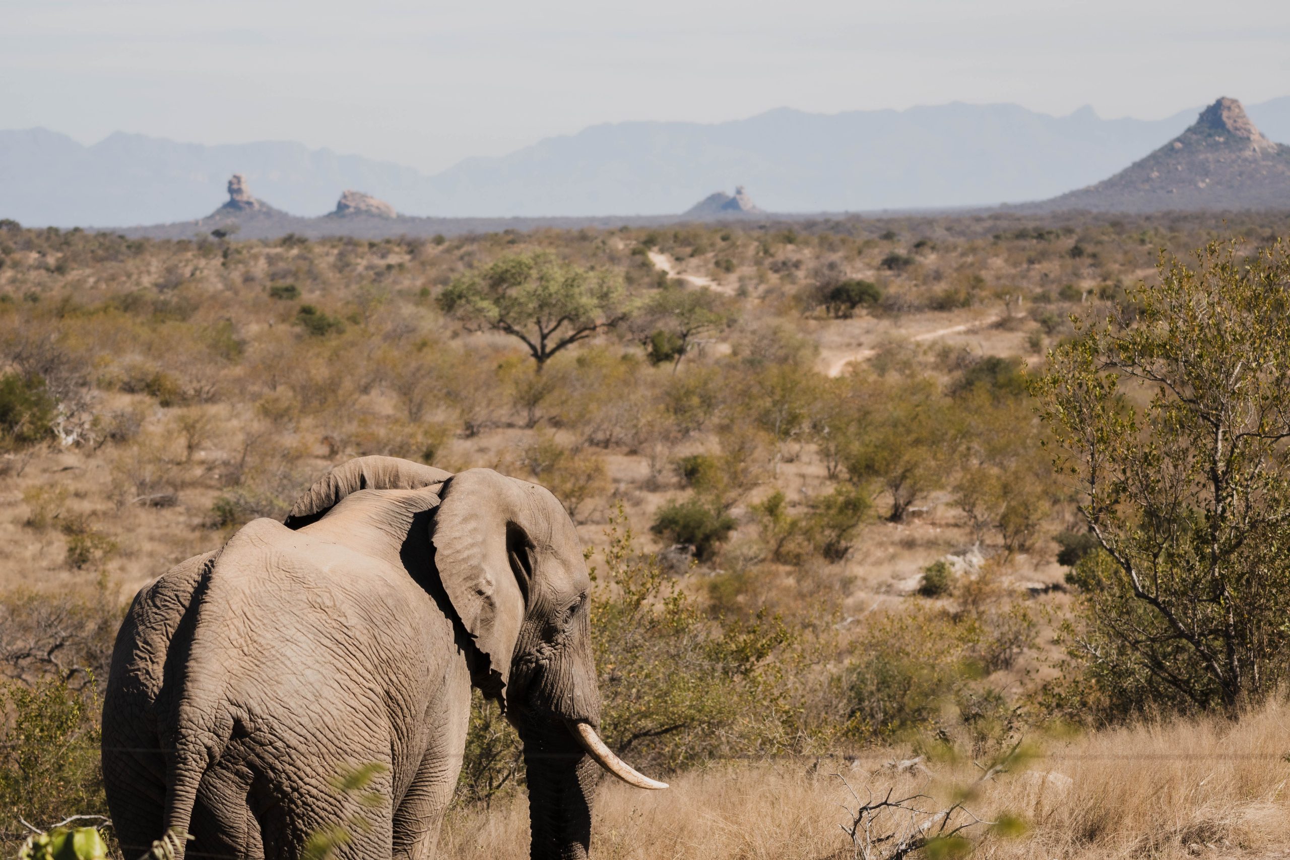 Olifant safari kamp