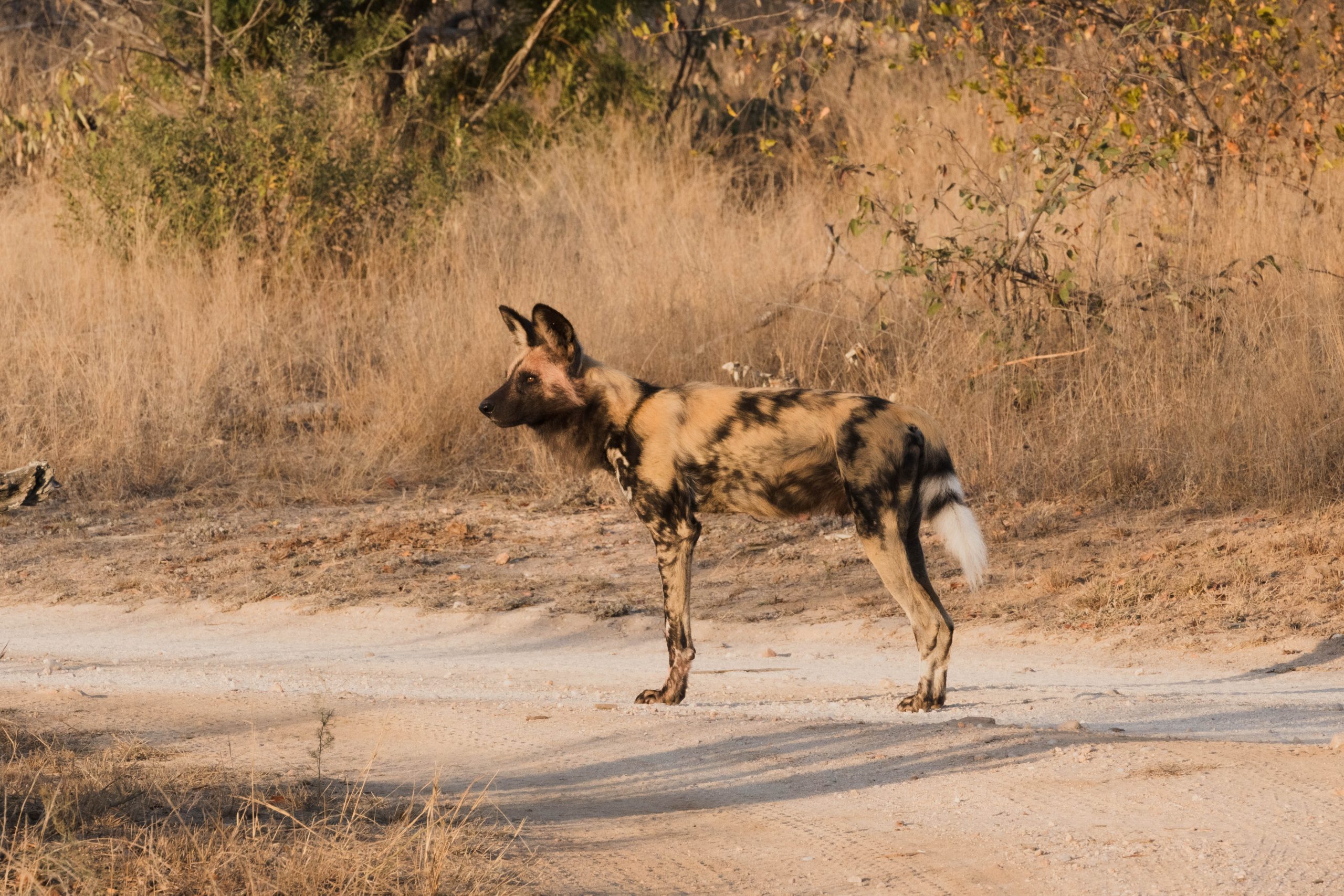 Africa wild dog