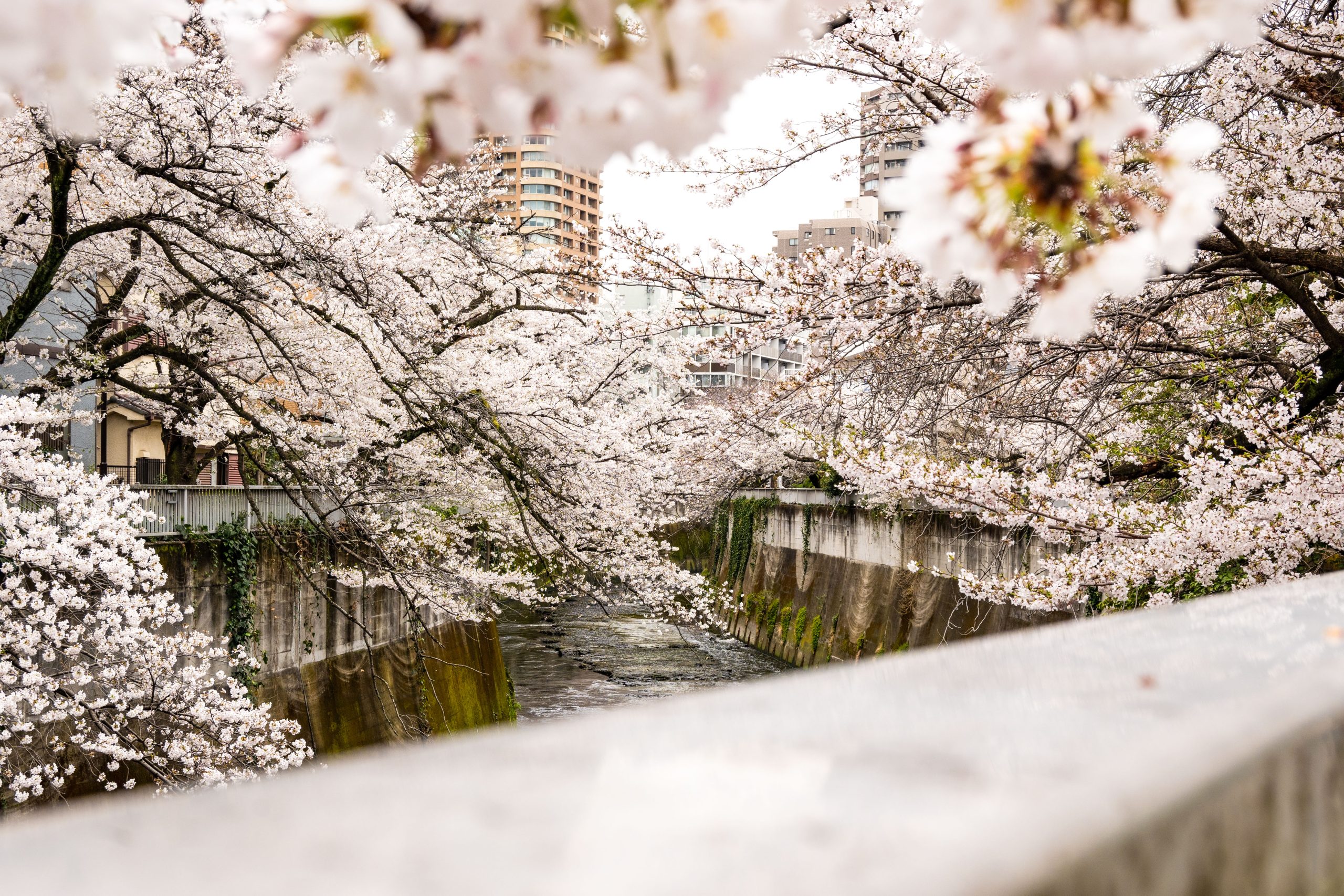 blossoms in Tokyo