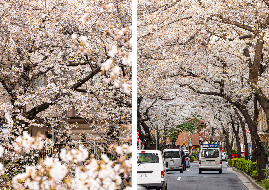 blossoms in Tokyo