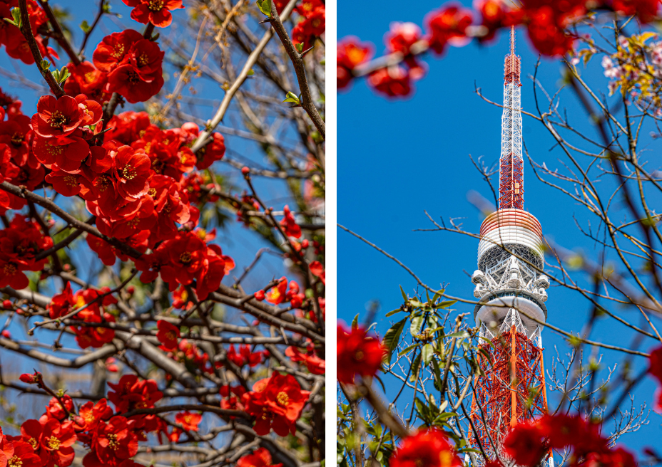 blossoms in Tokyo