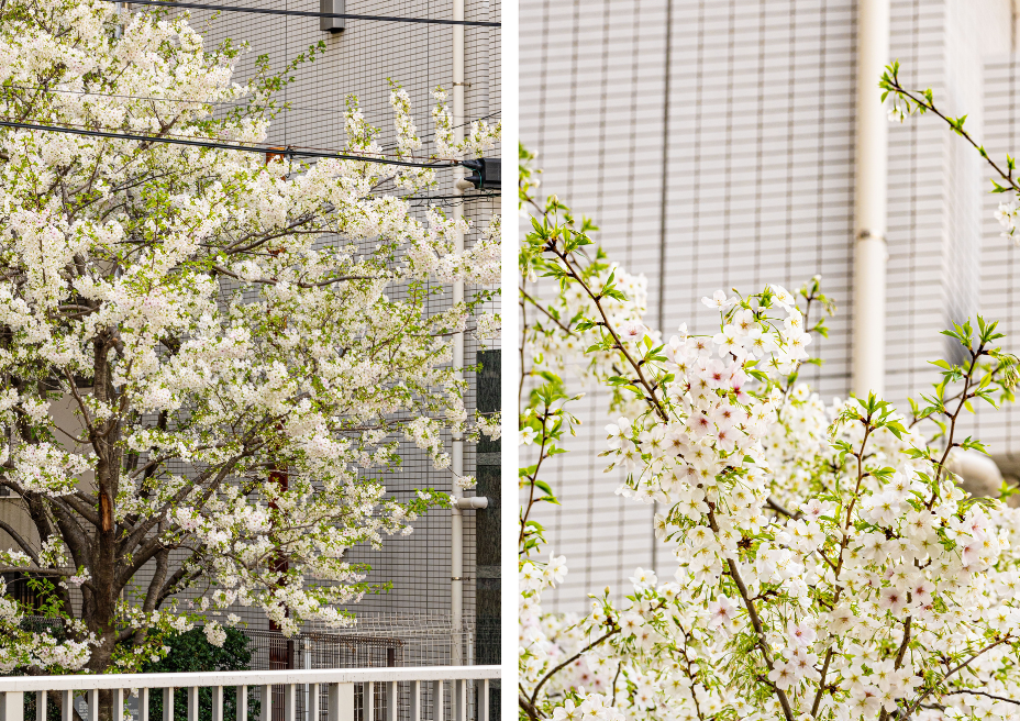 blossoms in Tokyo