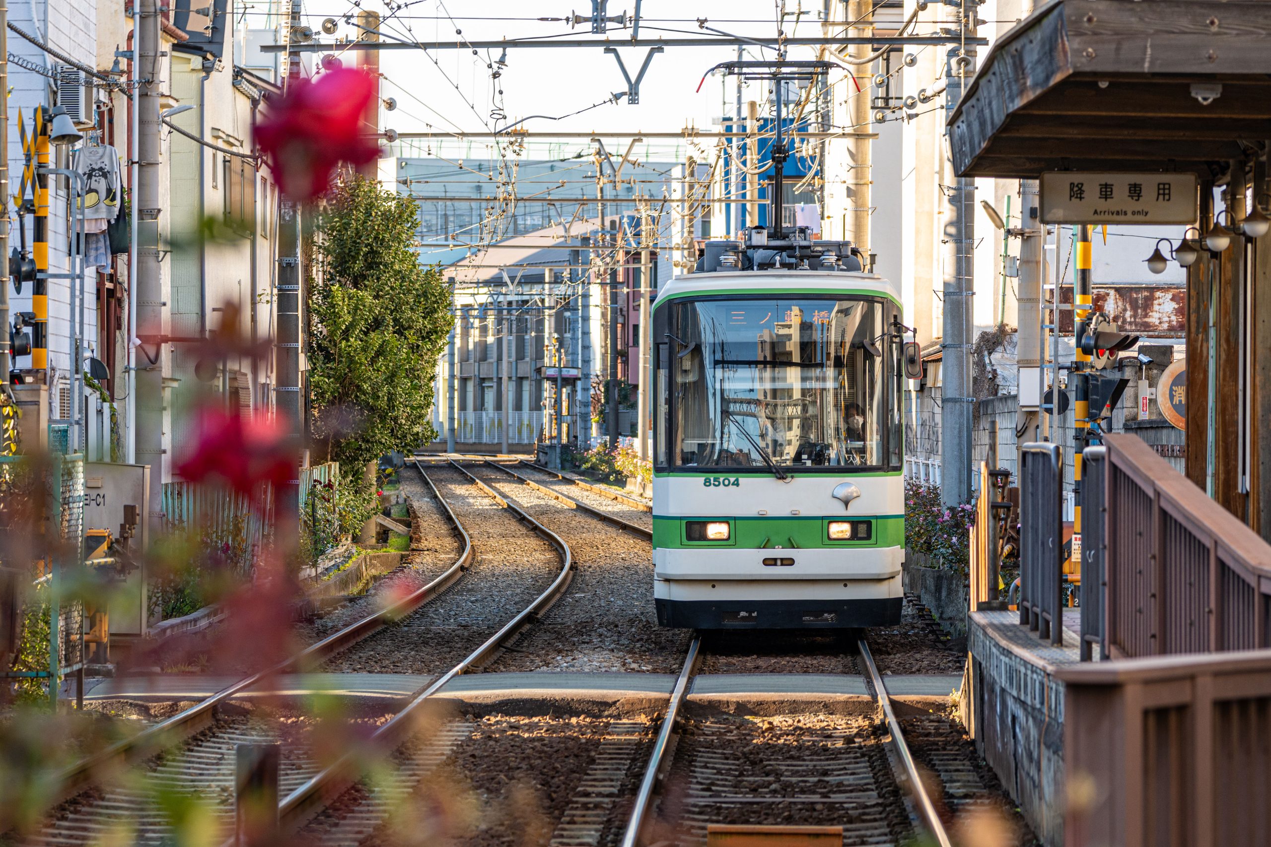 blossoms in Tokyo