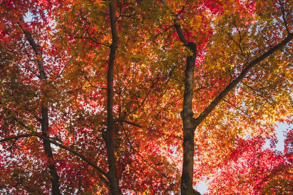 autumn in Japan
