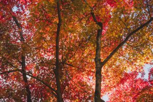 autumn in Japan