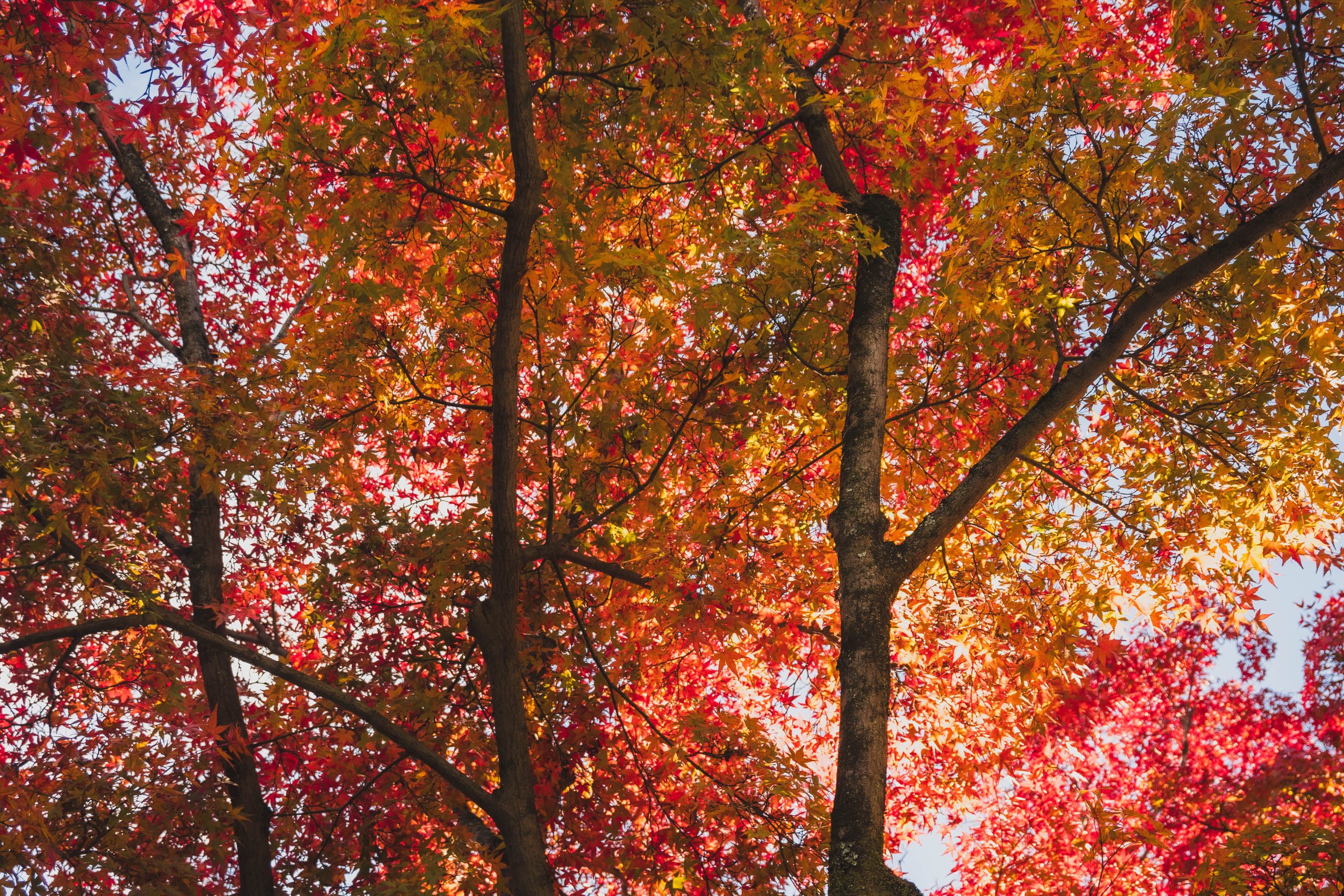 Lees meer over het artikel Citytrip Kyoto: de eerste dag van een weekend vol herfst in Japan