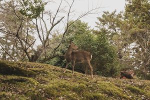 the way to Nara