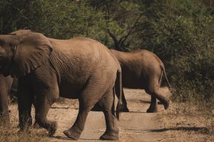 Honeymoon safari adventures