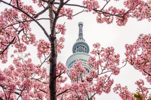 blossoms in Tokyo